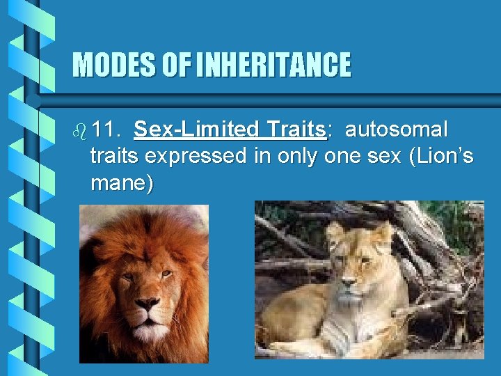 MODES OF INHERITANCE b 11. Sex-Limited Traits: autosomal traits expressed in only one sex