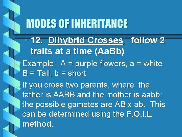 MODES OF INHERITANCE • 12. Dihybrid Crosses: follow 2 traits at a time (Aa.