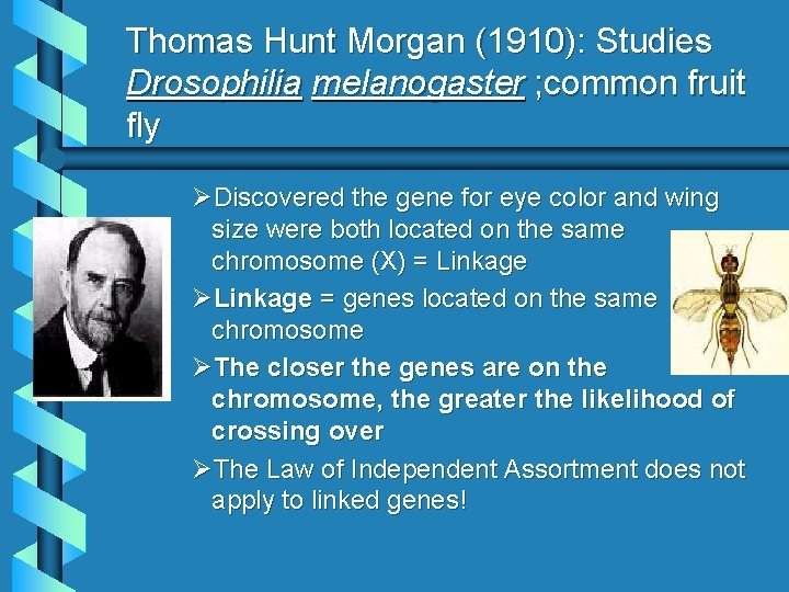 Thomas Hunt Morgan (1910): Studies Drosophilia melanogaster ; common fruit fly ØDiscovered the gene