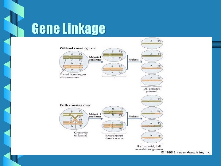 Gene Linkage 