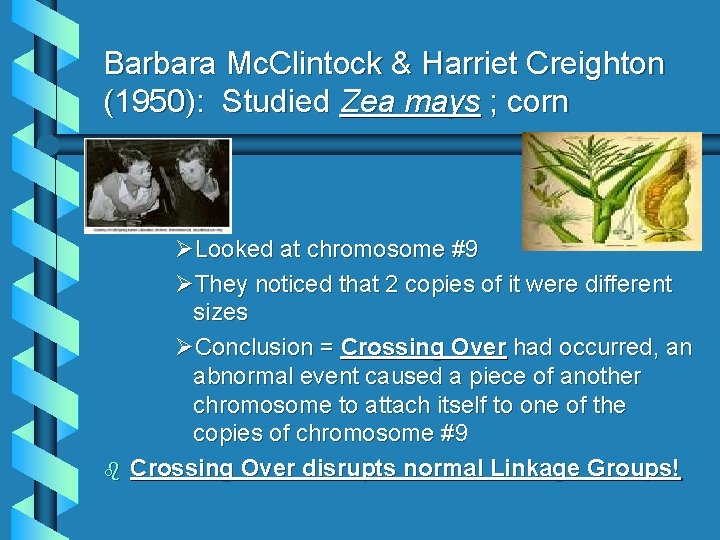 Barbara Mc. Clintock & Harriet Creighton (1950): Studied Zea mays ; corn b ØLooked