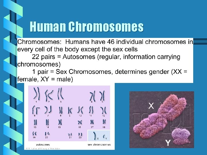 Human Chromosomes 