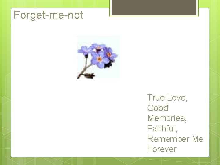 Forget-me-not True Love, Good Memories, Faithful, Remember Me Forever 