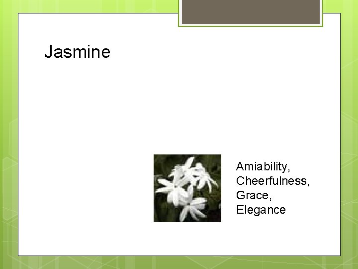 Jasmine Amiability, Cheerfulness, Grace, Elegance 