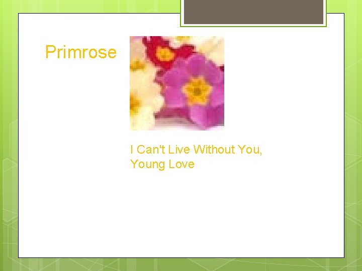 Primrose I Can't Live Without You, Young Love 