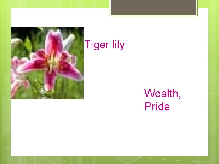 Tiger Lily ti Tiger lily Wealth, Pride 