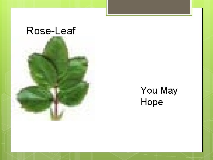 Rose-Leaf You May Hope 