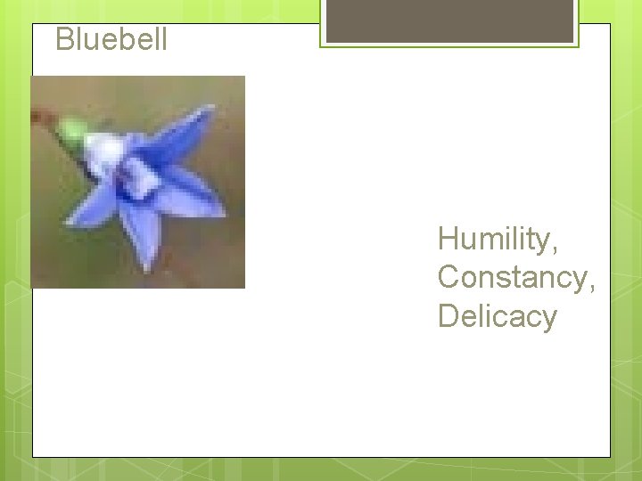 Bluebell Humility, Constancy, Delicacy 