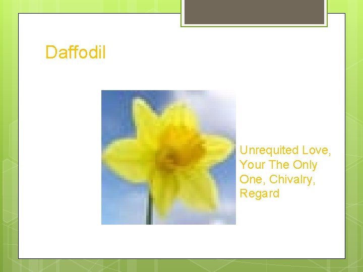 Daffodil Unrequited Love, Your The Only One, Chivalry, Regard 