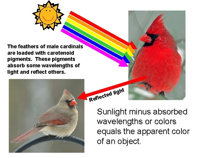 The feathers of male cardinals are loaded with carotenoid pigments. These pigments absorb some