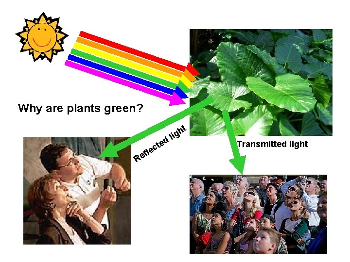Why are plants green? t d f Re te c le h lig Transmitted