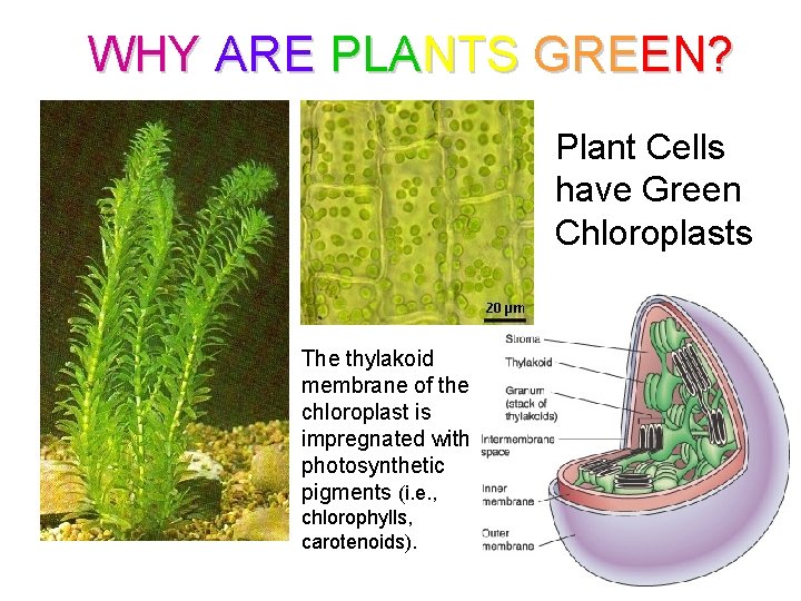 WHY ARE PLANTS GREEN? Plant Cells have Green Chloroplasts The thylakoid membrane of the