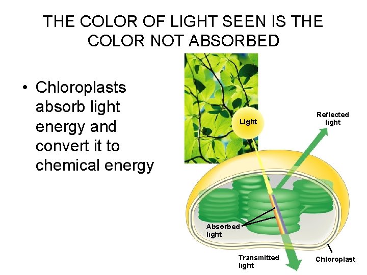 THE COLOR OF LIGHT SEEN IS THE COLOR NOT ABSORBED • Chloroplasts absorb light