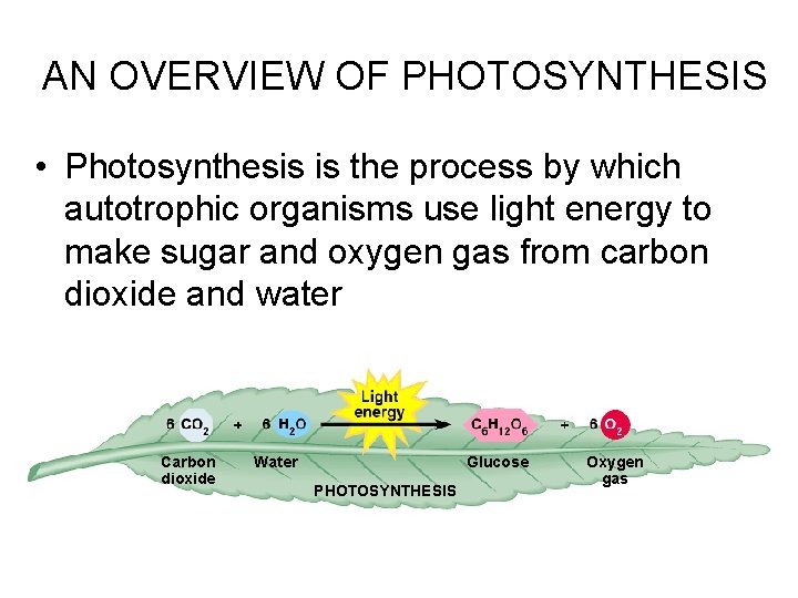 AN OVERVIEW OF PHOTOSYNTHESIS • Photosynthesis is the process by which autotrophic organisms use