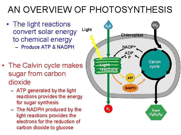 AN OVERVIEW OF PHOTOSYNTHESIS • The light reactions convert solar energy to chemical energy