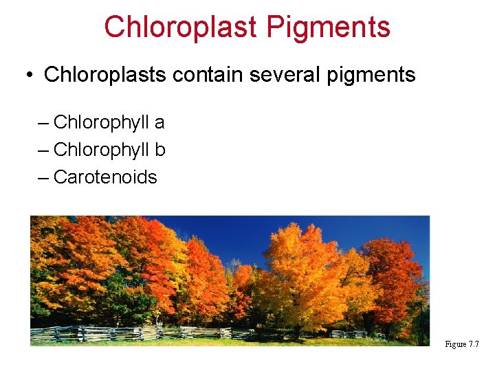 Chloroplast Pigments • Chloroplasts contain several pigments – Chlorophyll a – Chlorophyll b –