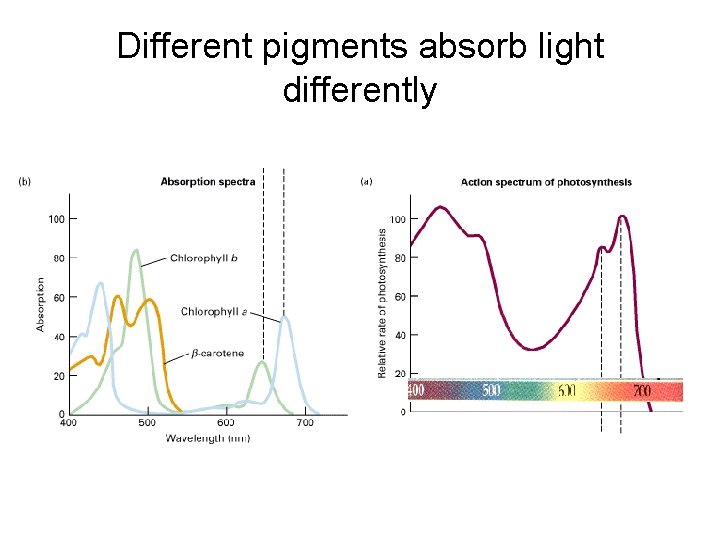 Different pigments absorb light differently 