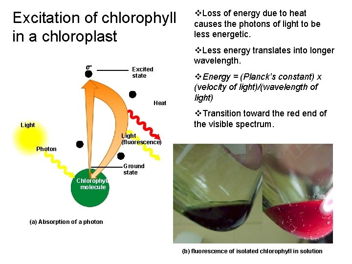 Excitation of chlorophyll in a chloroplast v. Loss of energy due to heat causes