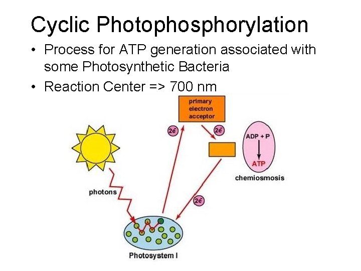 Cyclic Photophosphorylation • Process for ATP generation associated with some Photosynthetic Bacteria • Reaction