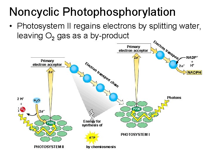 Noncyclic Photophosphorylation • Photosystem II regains electrons by splitting water, leaving O 2 gas