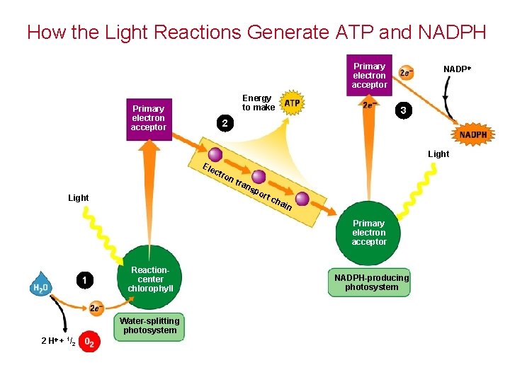 How the Light Reactions Generate ATP and NADPH Primary electron acceptor Energy to make