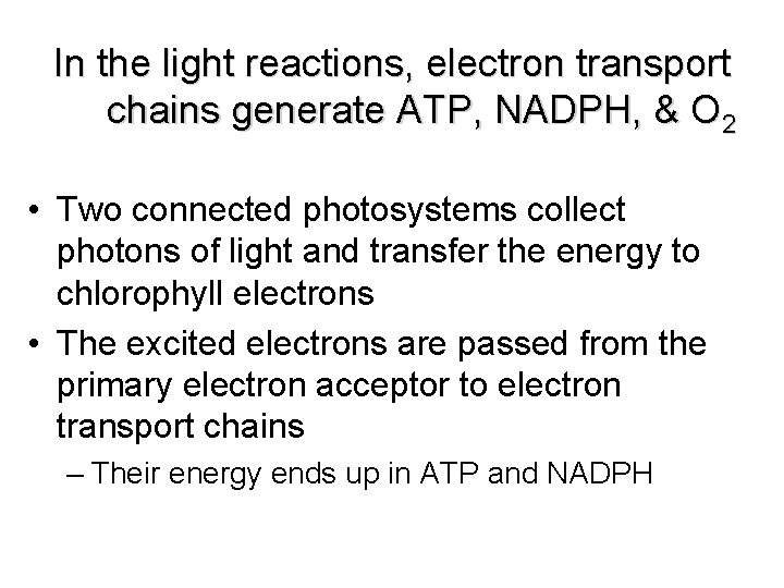 In the light reactions, electron transport chains generate ATP, NADPH, & O 2 •