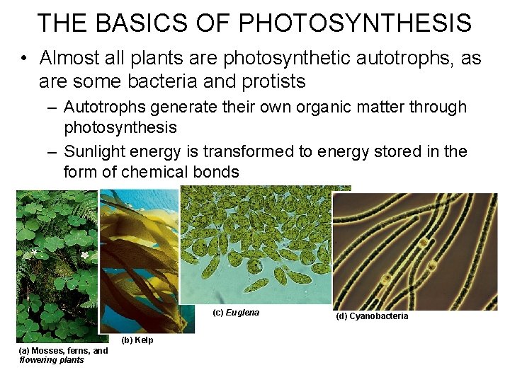 THE BASICS OF PHOTOSYNTHESIS • Almost all plants are photosynthetic autotrophs, as are some