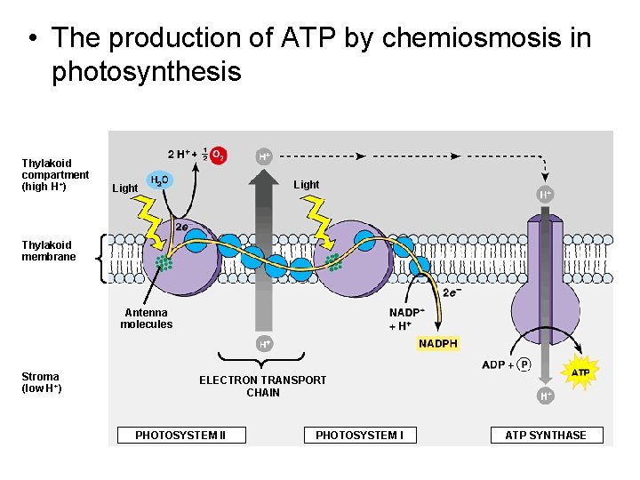  • The production of ATP by chemiosmosis in photosynthesis Thylakoid compartment (high H+)