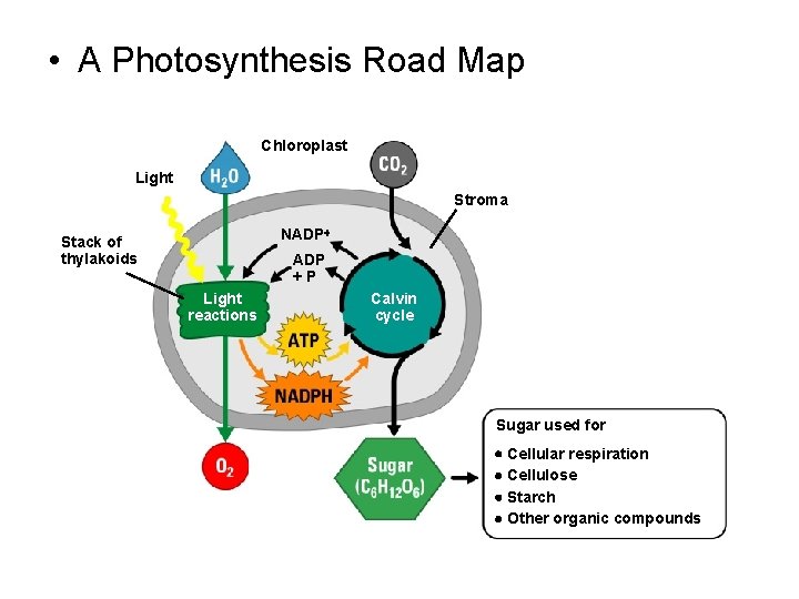  • A Photosynthesis Road Map Chloroplast Light Stroma NADP Stack of thylakoids ADP