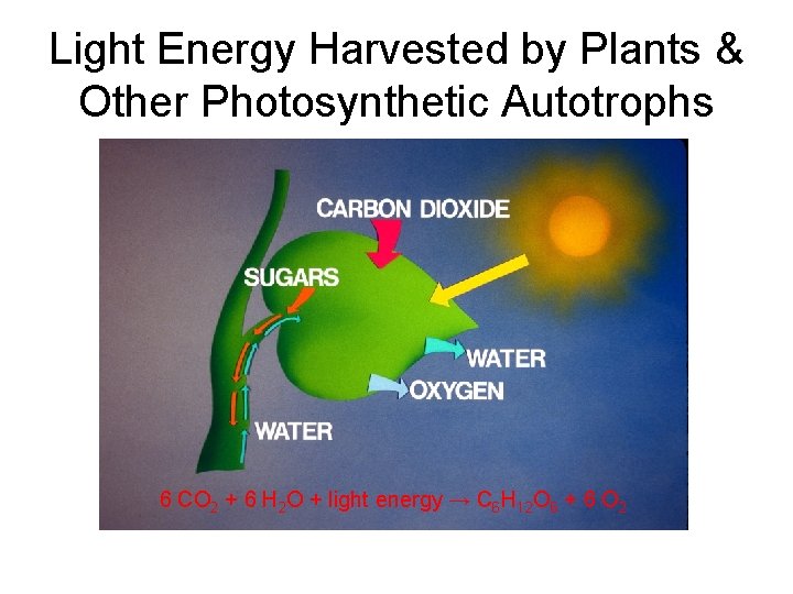 Light Energy Harvested by Plants & Other Photosynthetic Autotrophs 6 CO 2 + 6