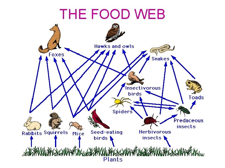 THE FOOD WEB 