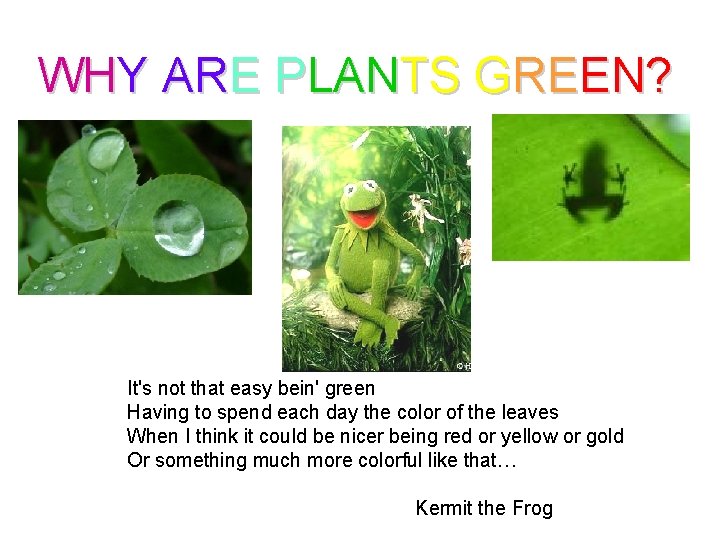WHY ARE PLANTS GREEN? It's not that easy bein' green Having to spend each