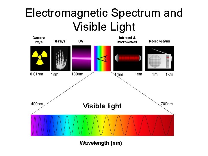 Electromagnetic Spectrum and Visible Light Gamma rays X-rays UV Infrared & Microwaves Visible light