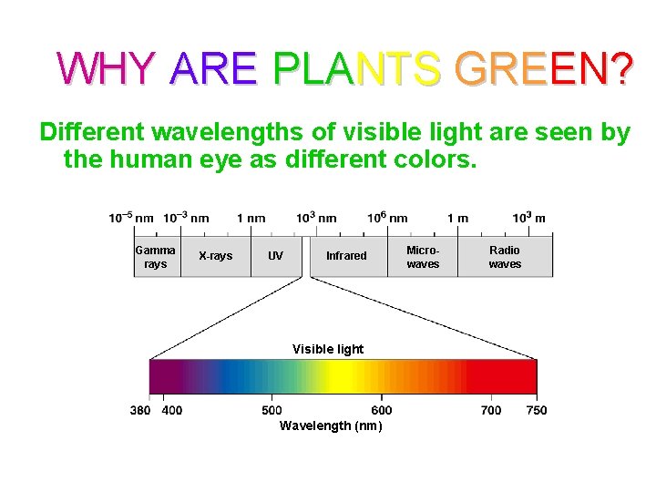 WHY ARE PLANTS GREEN? Different wavelengths of visible light are seen by the human