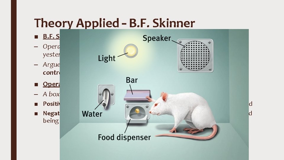 Theory Applied – B. F. Skinner ■ B. F. Skinner – Operant conditioning’s version
