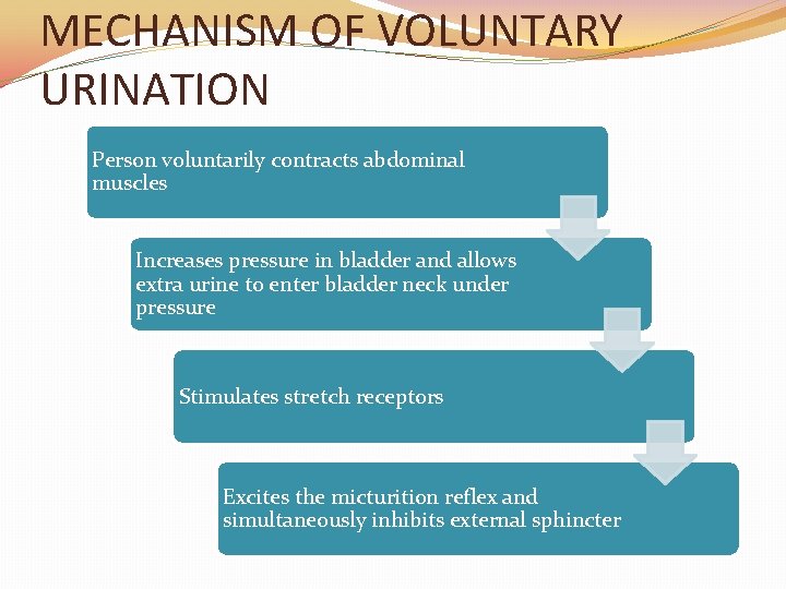 MECHANISM OF VOLUNTARY URINATION Person voluntarily contracts abdominal muscles Increases pressure in bladder and MECHANISM OF VOLUNTARY URINATION Person voluntarily contracts abdominal muscles Increases pressure in bladder and