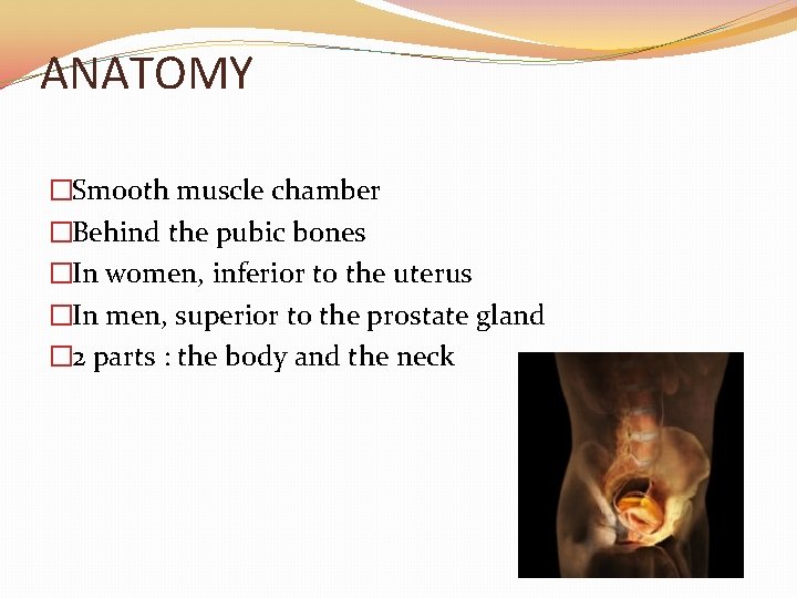 ANATOMY �Smooth muscle chamber �Behind the pubic bones �In women, inferior to the uterus ANATOMY �Smooth muscle chamber �Behind the pubic bones �In women, inferior to the uterus