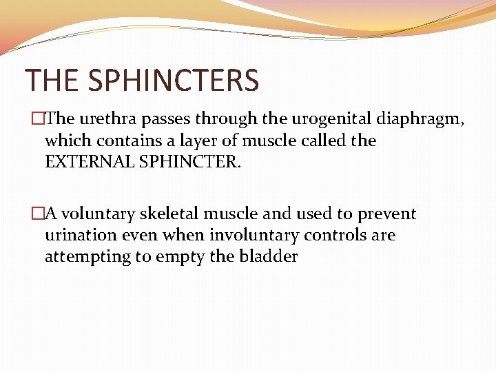 THE SPHINCTERS �The urethra passes through the urogenital diaphragm, which contains a layer of