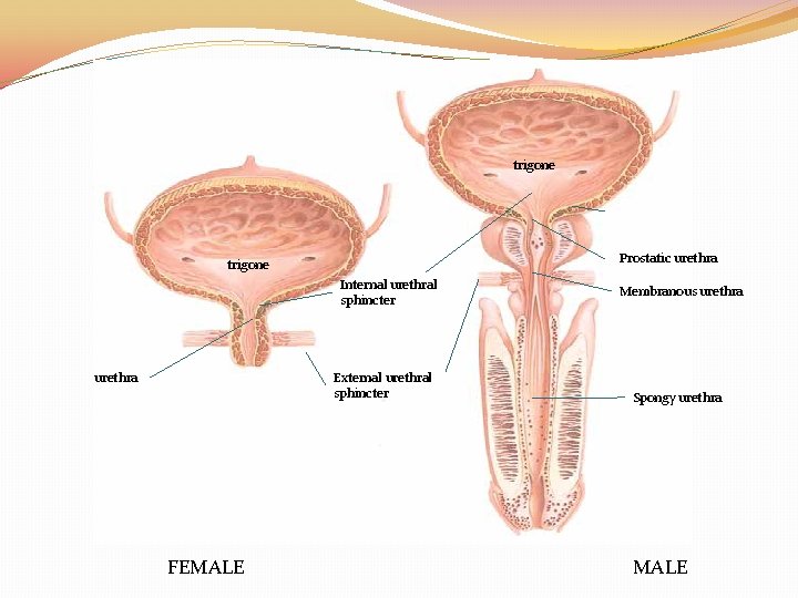 trigone Prostatic urethra trigone Internal urethral sphincter urethra External urethral sphincter FEMALE Membranous urethra