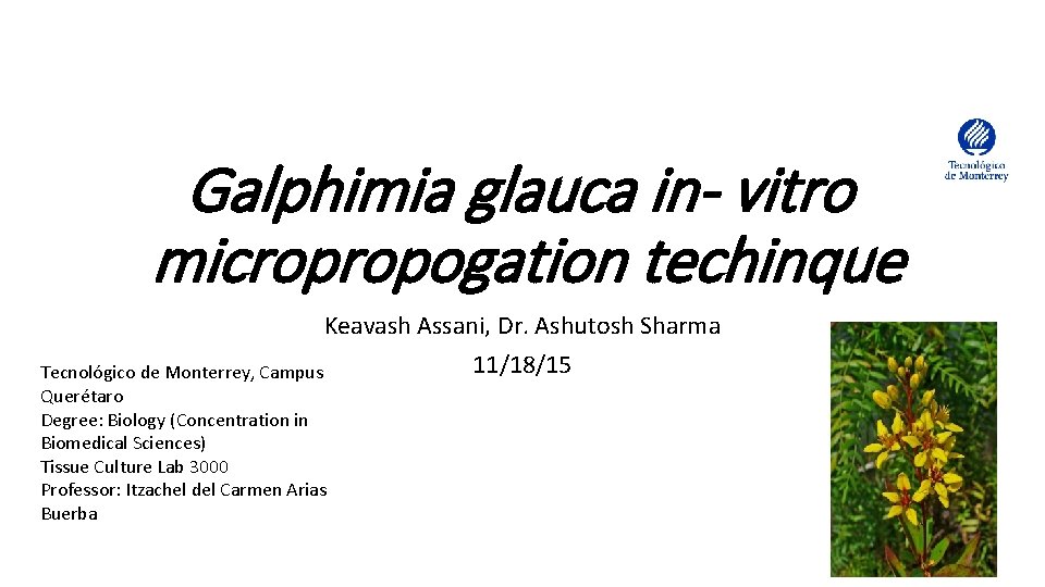 Galphimia glauca in- vitro micropropogation techinque Keavash Assani, Dr. Ashutosh Sharma 11/18/15 Tecnológico de