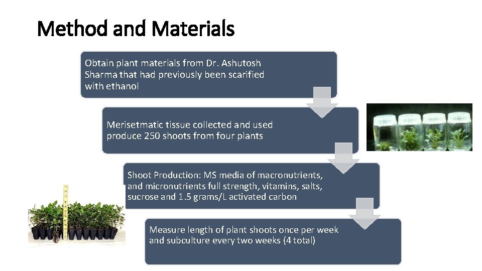 Method and Materials Obtain plant materials from Dr. Ashutosh Sharma that had previously been