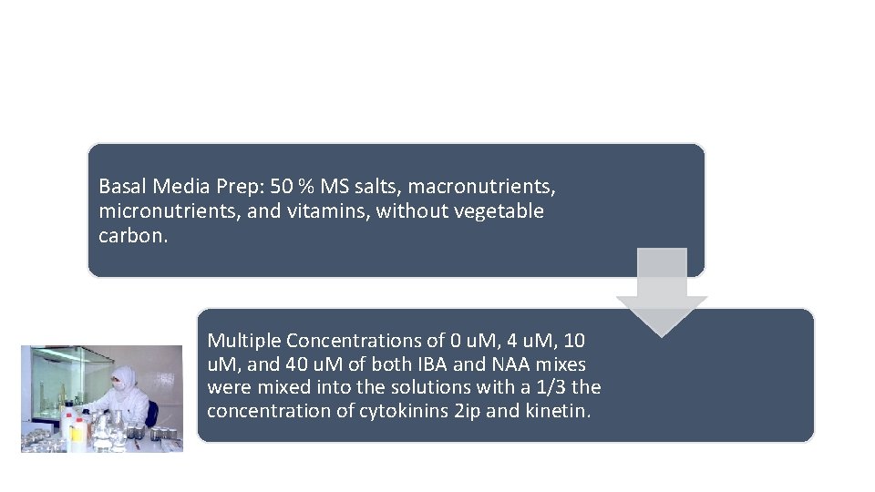 Basal Media Prep: 50 % MS salts, macronutrients, micronutrients, and vitamins, without vegetable carbon.