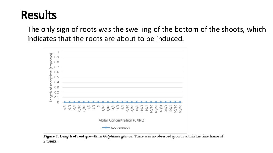 Results The only sign of roots was the swelling of the bottom of the