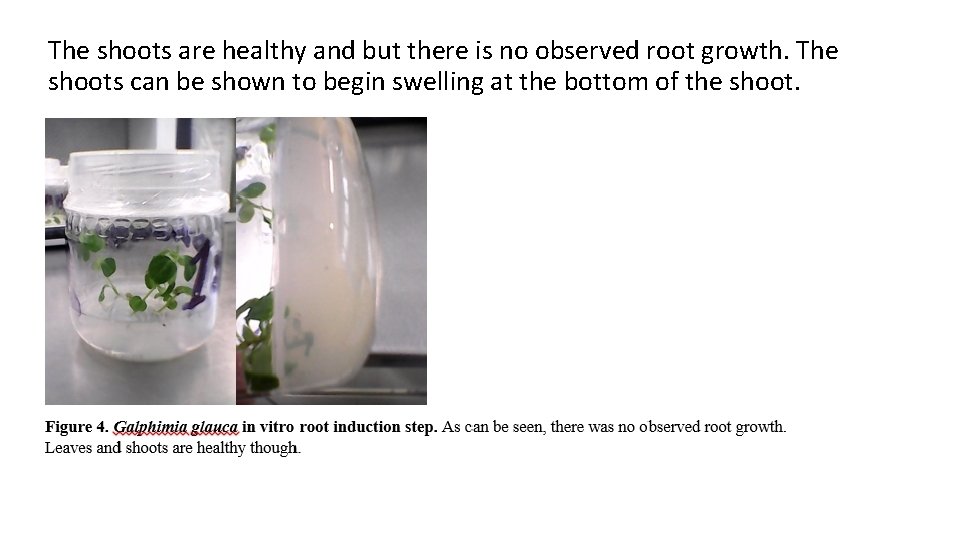 The shoots are healthy and but there is no observed root growth. The shoots