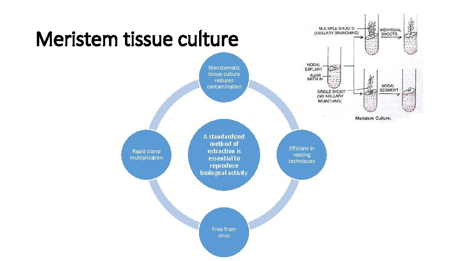 Meristem tissue culture Meristematic tissue culture reduces contamination Rapid clonal multiplication A standardized method