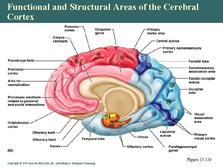 Functional and Structural Areas of the Cerebral Cortex Copyright © 2004 Pearson Education, Inc.