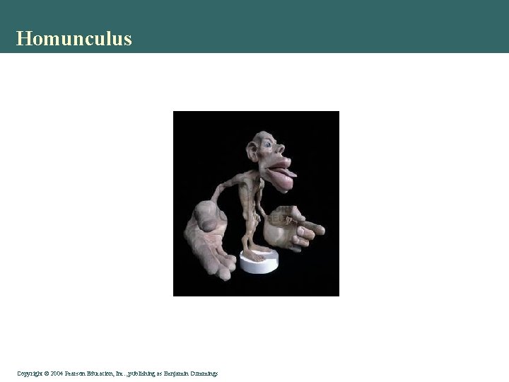 Homunculus Copyright © 2004 Pearson Education, Inc. , publishing as Benjamin Cummings 