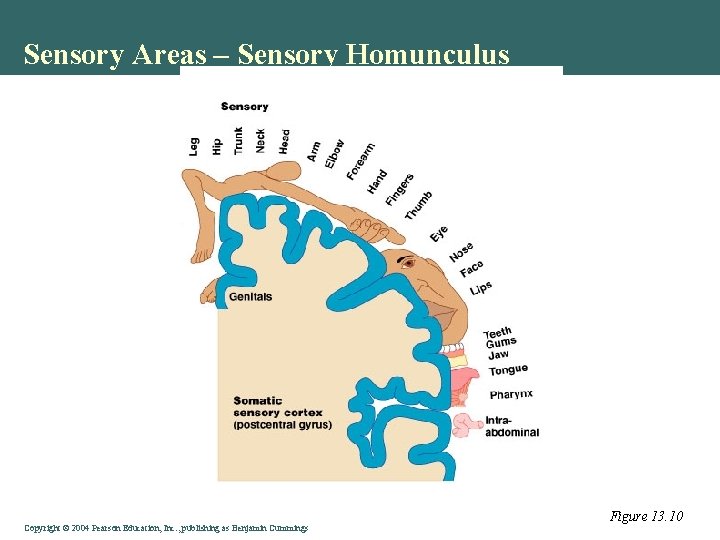 Sensory Areas – Sensory Homunculus Copyright © 2004 Pearson Education, Inc. , publishing as