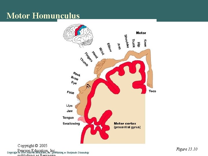 Motor Homunculus Copyright © 2005 Pearson Education, Inc. , Copyright © 2004 Pearson Education,