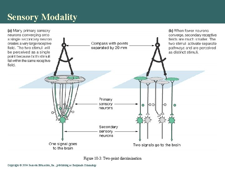 Sensory Modality Figure 10 -3: Two-point discrimination Copyright © 2004 Pearson Education, Inc. ,